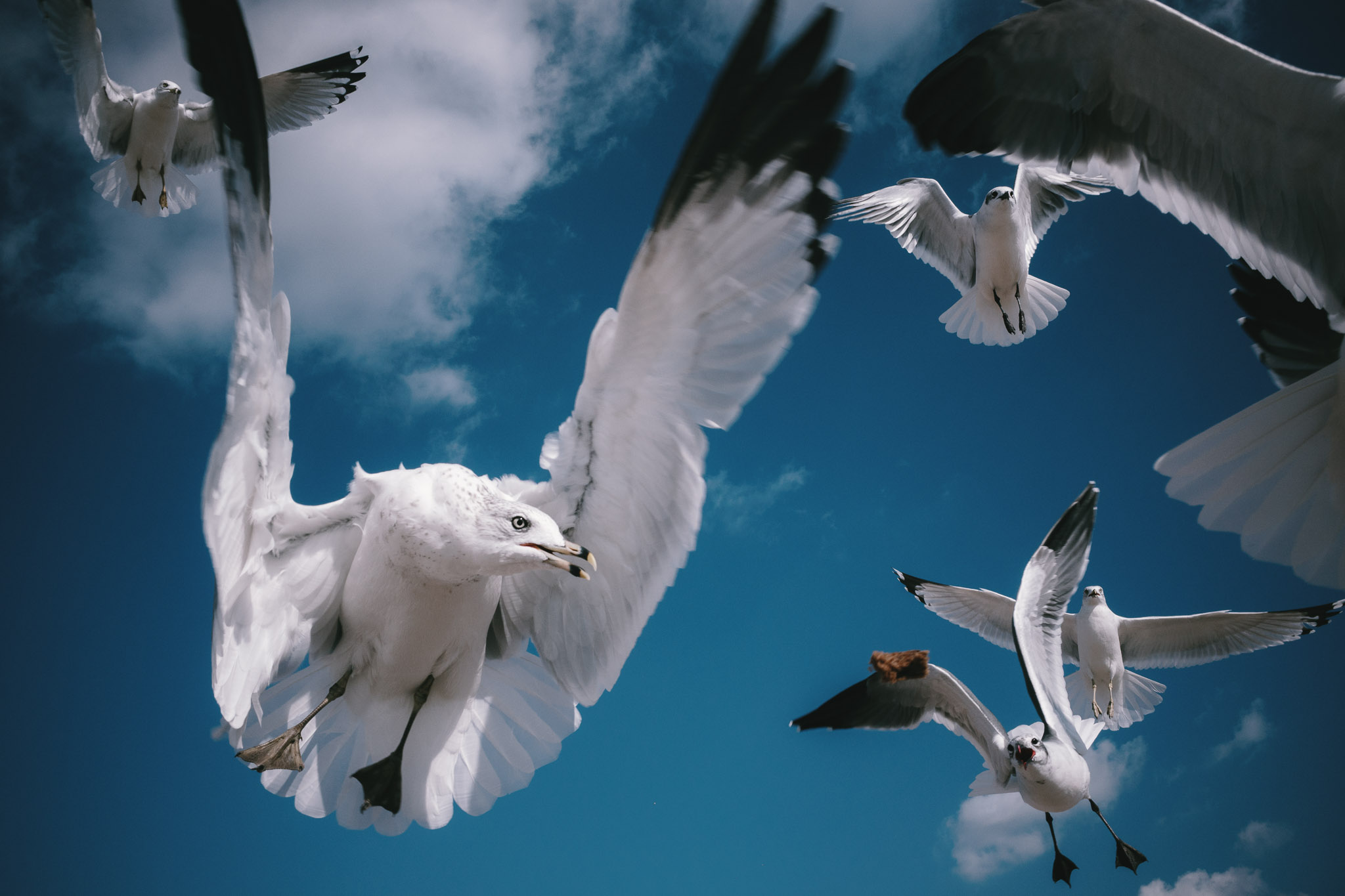 The Birds