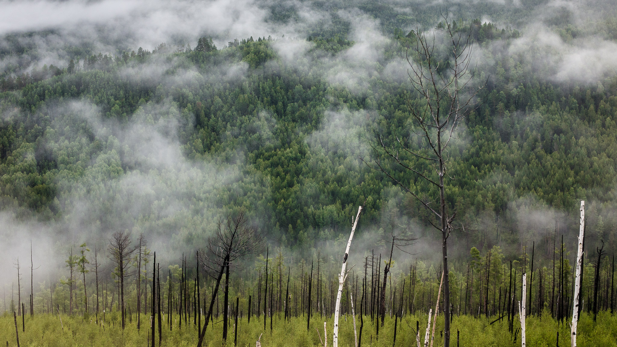 Views from the Trans Siberian Railroad — photograph 2
